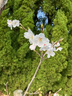 250406 記念樹B.jpg